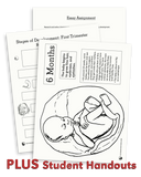 The Beauty of the Developing Human Being (Download)